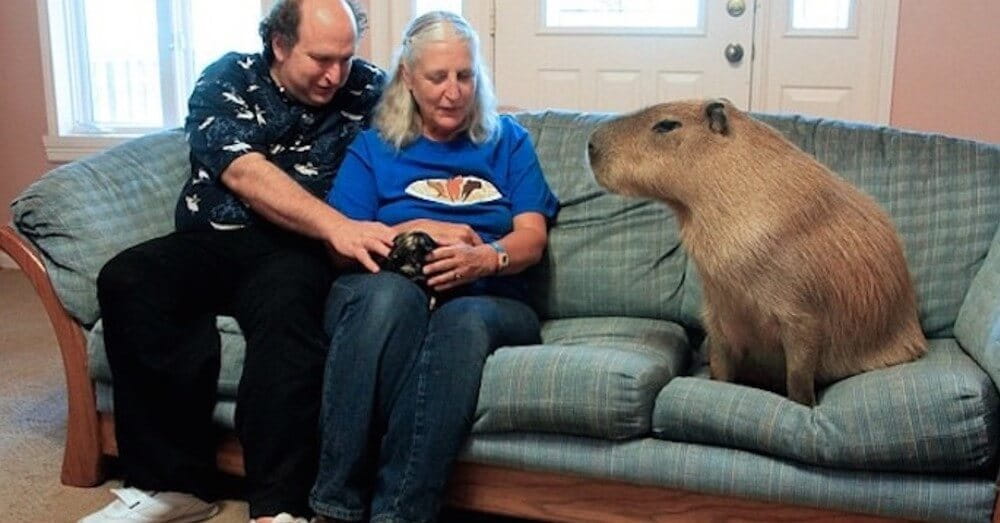 Gary The Capybara Is The Largest Pet Rodent