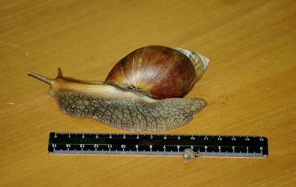 The Giant African Snail Is The Biggest Land Snail