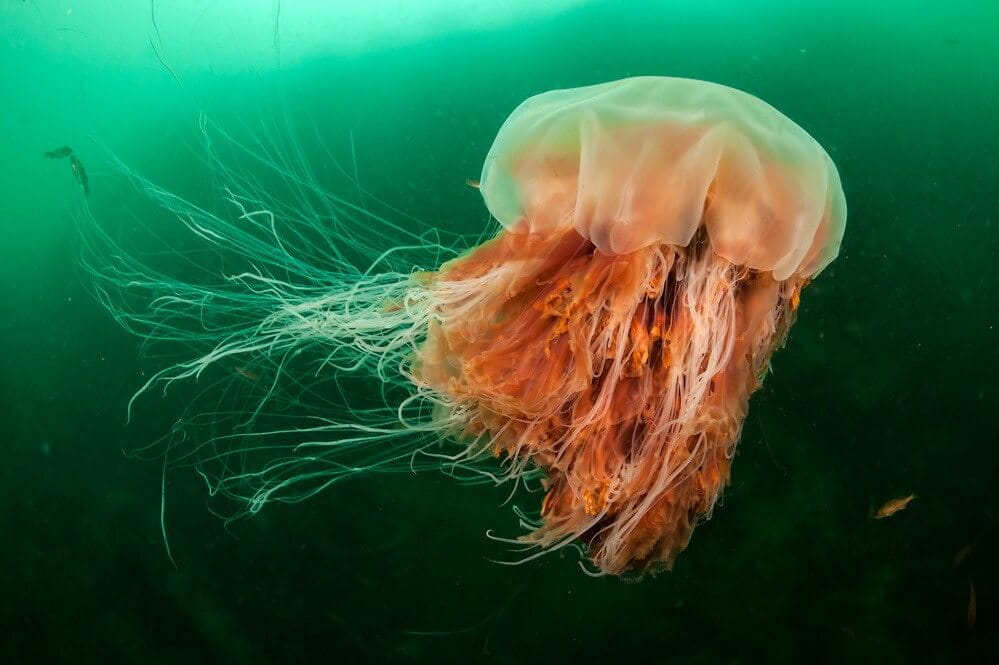 The Biggest Jellyfish You Will Ever Find