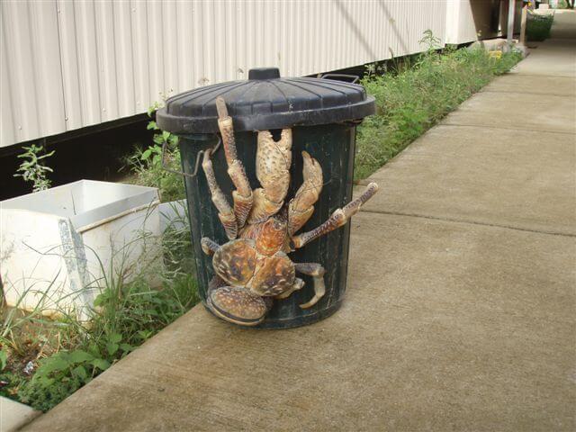 The Coconut Crab Can Grow Up To 3 Feet Long