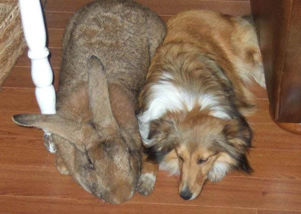 This Flemish Giant Rabbit Is The Same Size As A Collie