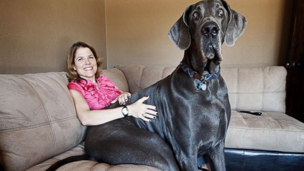 Former Runt Of The Litter Now Weighs 245 Pounds