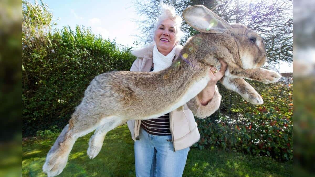 Meet The Biggest Bunnies In The World