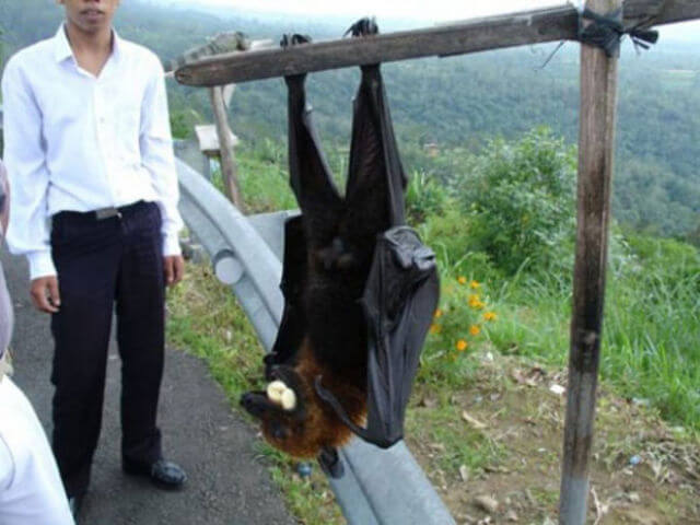 The Bismarck Flying Fox Of Papua New Guinea