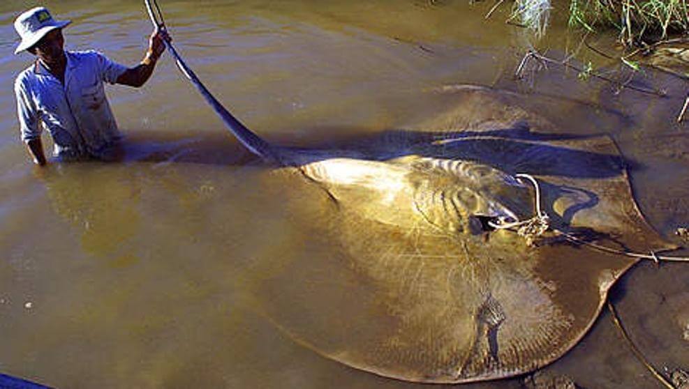 The Terrifying Giant Freshwater Stingray