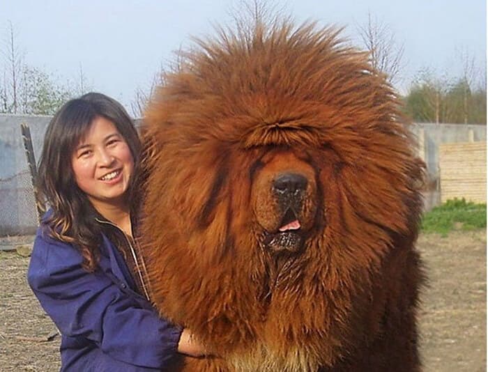 A Tibetan Mastiff Is The Best Expensive Dog In The World