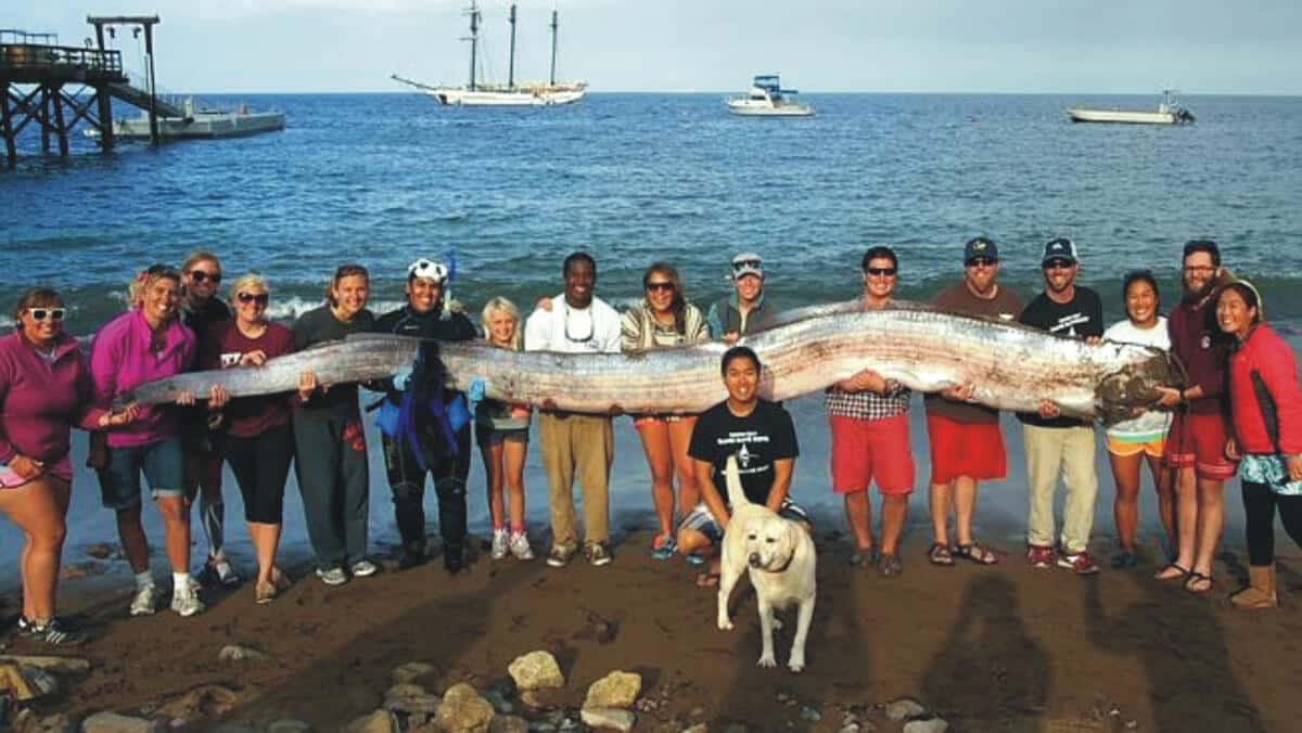 This Is Not A Sea Monster But A Giant Oarfish