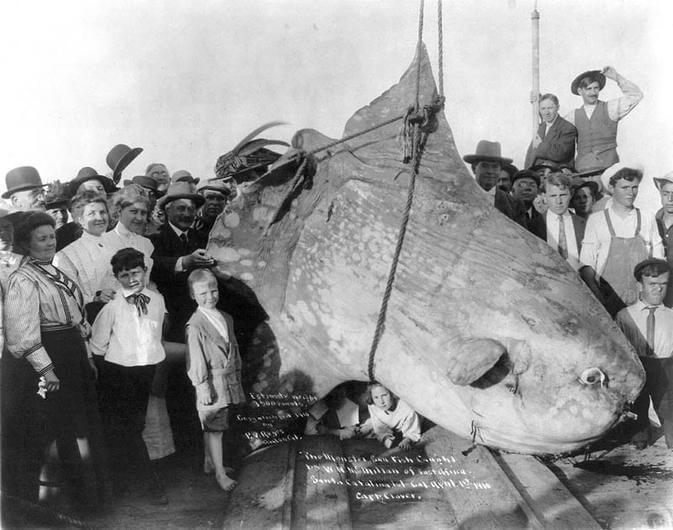 The Ocean Sunfish Is The Biggest Fish On Earth