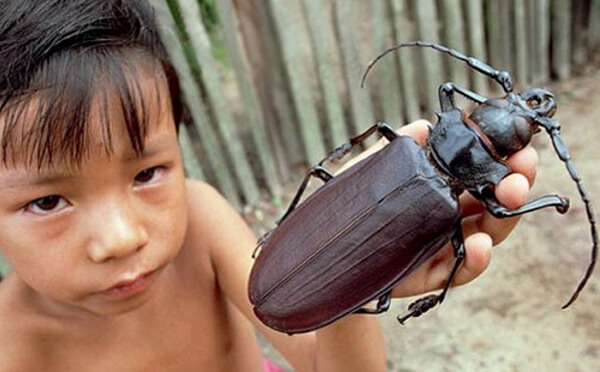 The Titan Longhorn Beetle