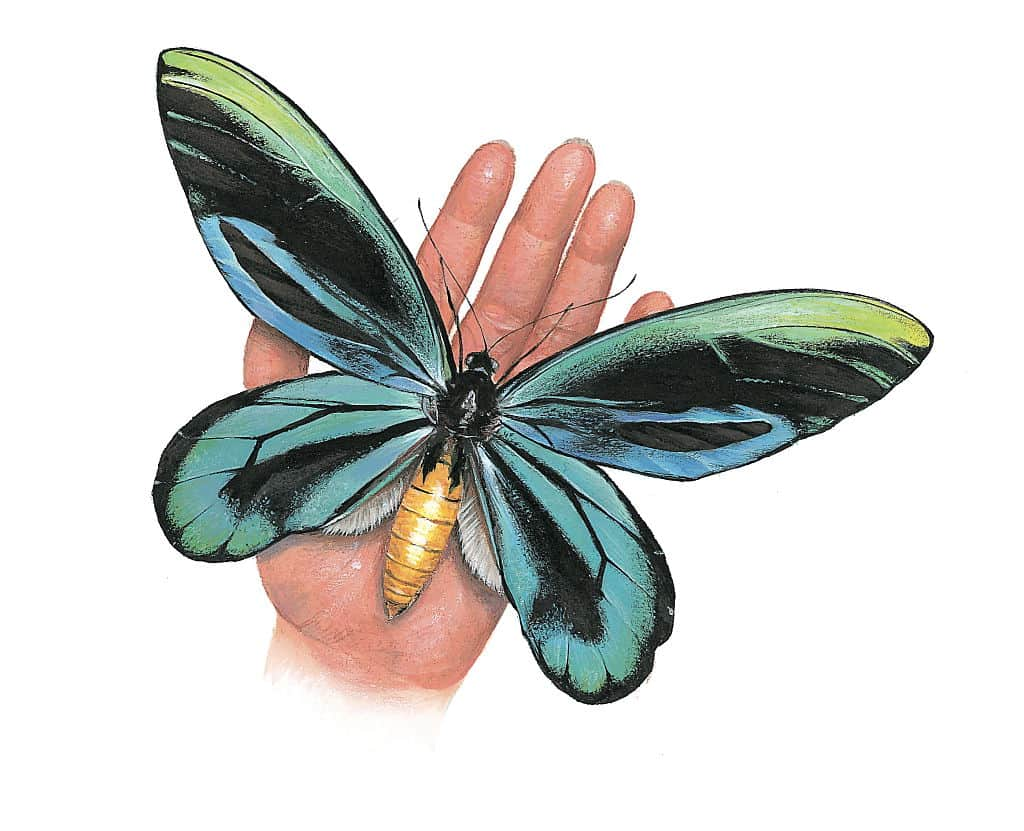 The Largest Butterfly On The Planet Is A Lady