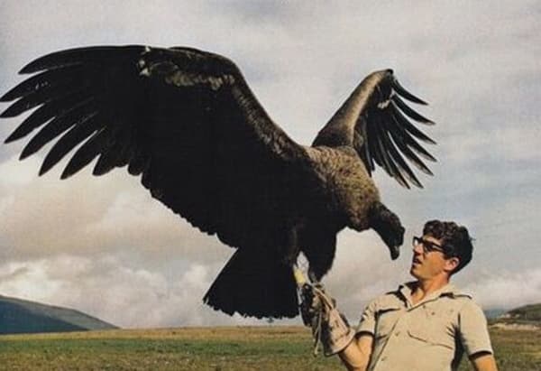 This Terrifying Bird Of Prey Has A Wingspan Of 8 To 10 Feet