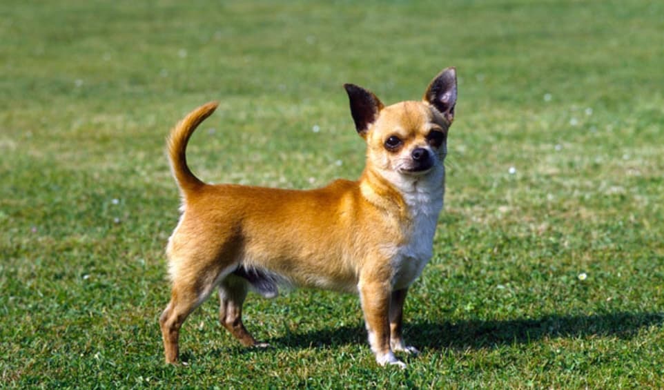 Chihuahua