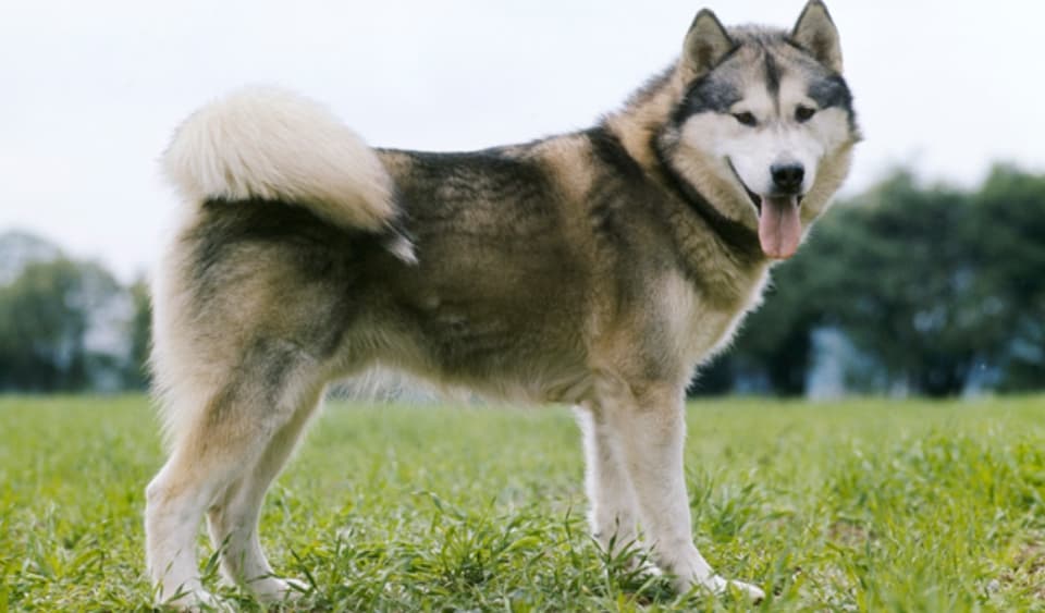 Malamute Do Alaska