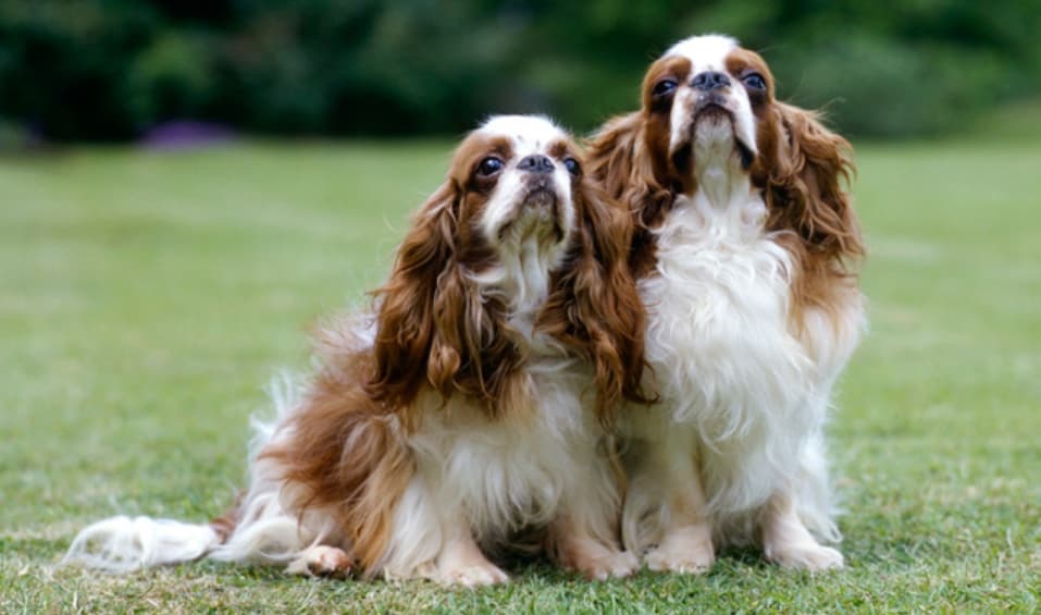 English Toy Spaniel