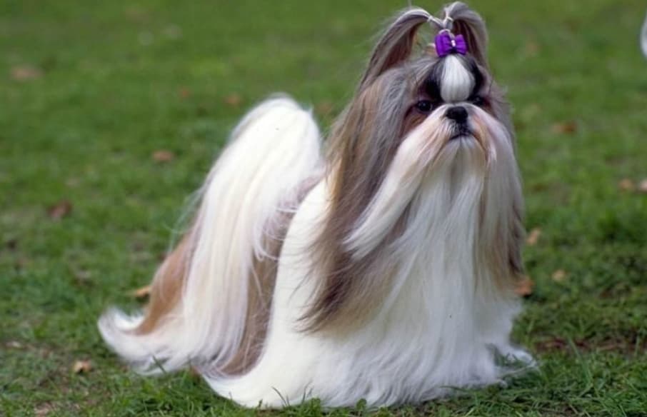 Shih Tzu