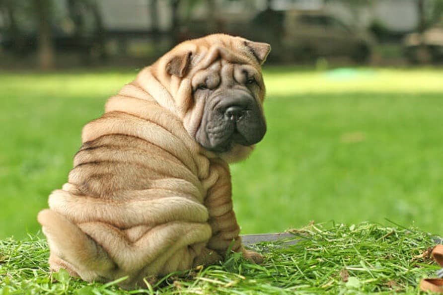 Shar Pei Chinês