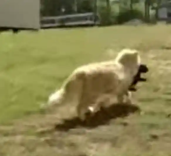 Cuando esta gata robó no uno sino cinco cachorros, dejó a los vecinos sin palabras