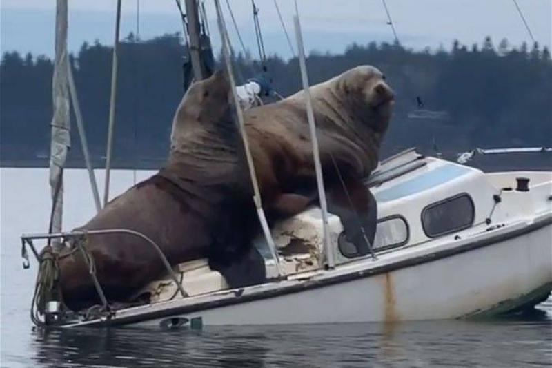 Sea Lions Took Over The Boat