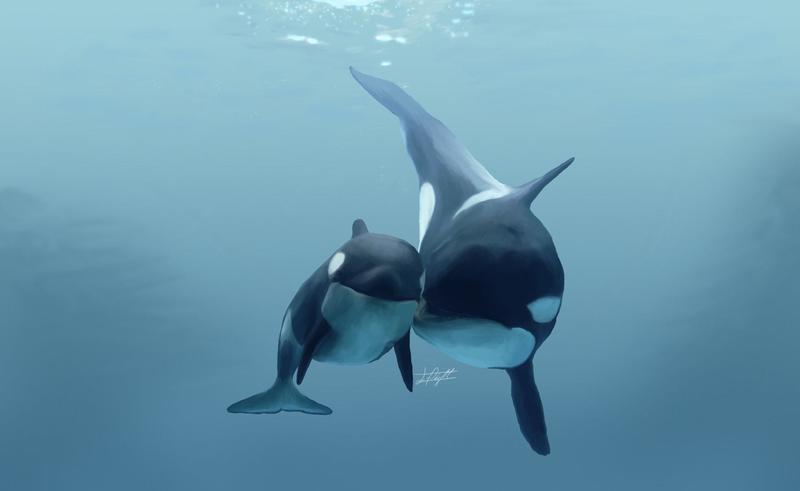 The True Nature Of ‘Killer Whales’