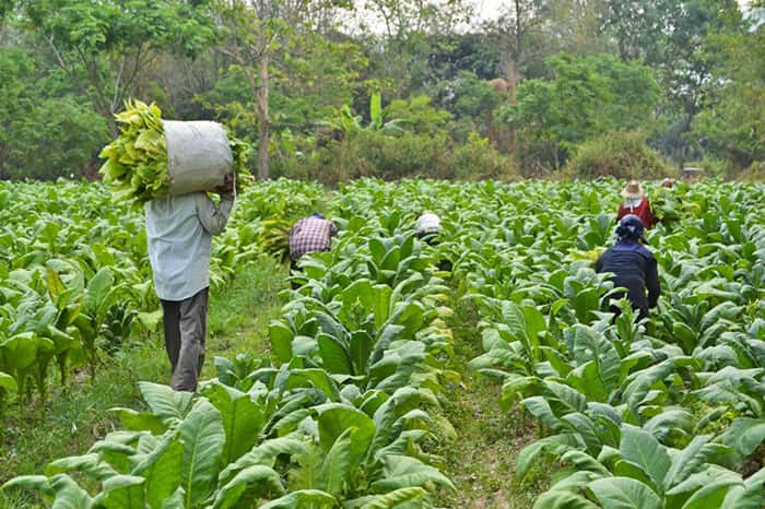 Zambia