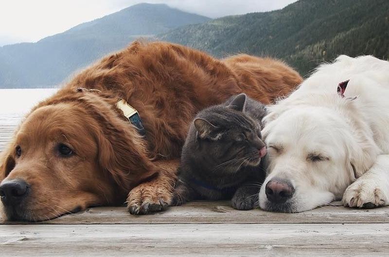 His Furry Best Pals