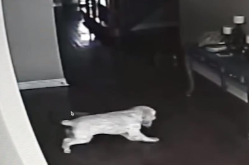 His Dog Stared At The Wall For Seemingly No Reason, So He Installed A Hidden Camera