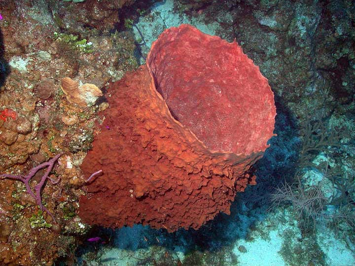 Sponges – Up To 10,000 Years