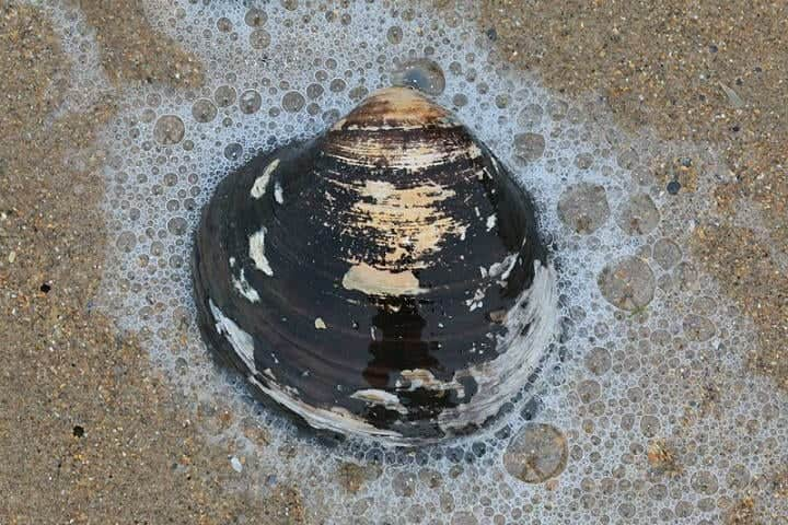 Ocean Quahog Clam – Up To 507 Years