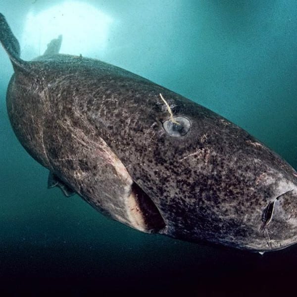 Greenland Shark – (Possibly) Up To 392 Years