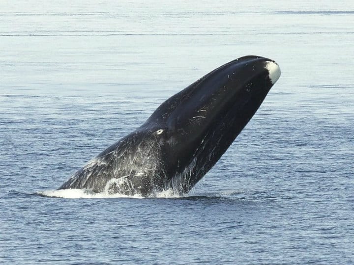 Bowhead Whale – Up To 211 Years