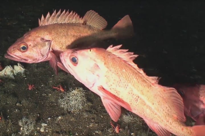 Rougheye Rockfish – Up To 205 Years