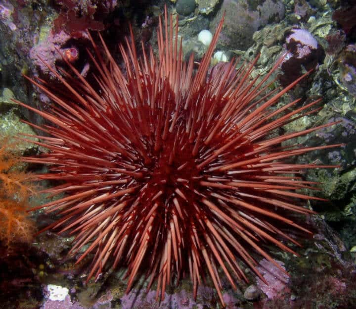 Red Sea Urchin – Up To 200+ Years