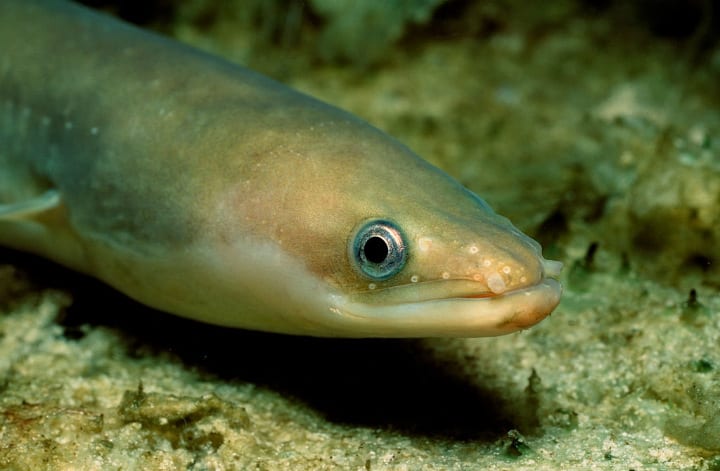 European Eel – Up To 155 Years