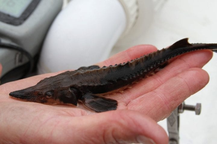 Lake Sturgeon – Up To 150 Years