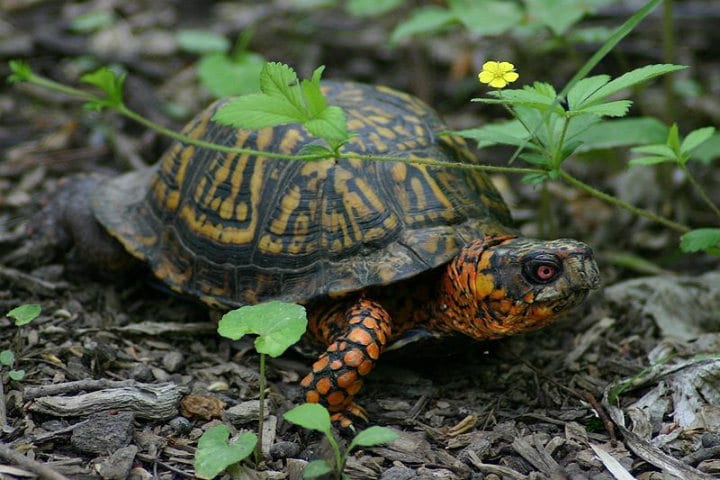 Eastern Box Turtle – Up To 138 Years