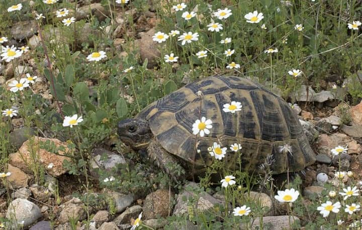 Spur Thighed Tortoise – Up To 127 Years