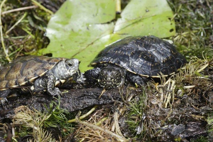 European Pond Turtle – Up To 120 Years