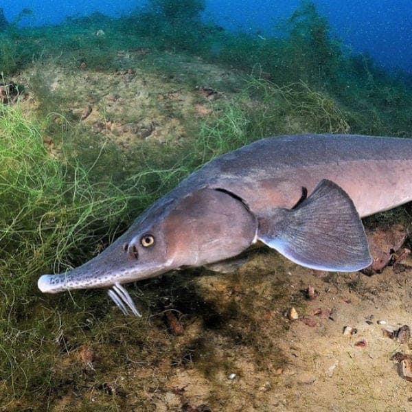 Beluga Sturgeon – Up To 118 Years