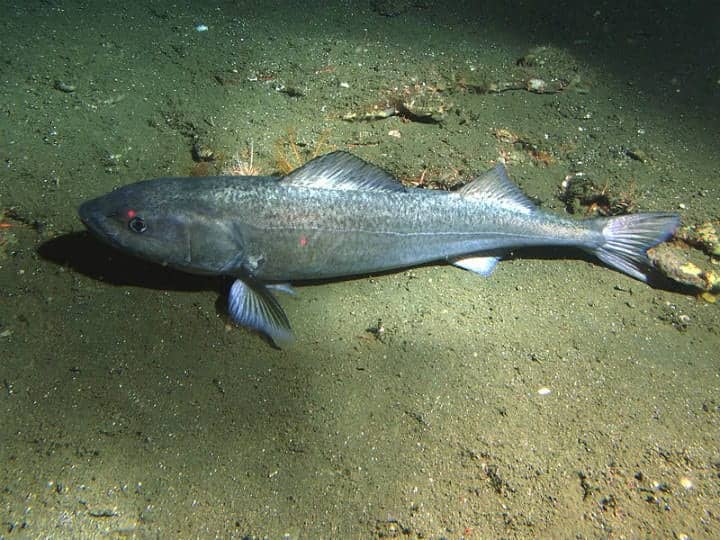 Sablefish – Up To 114 Years