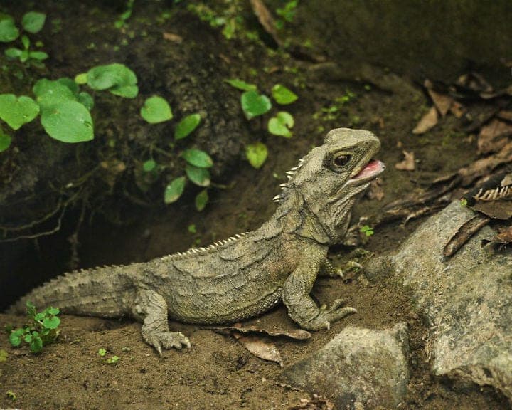 Tuatara – Up To 111 Years