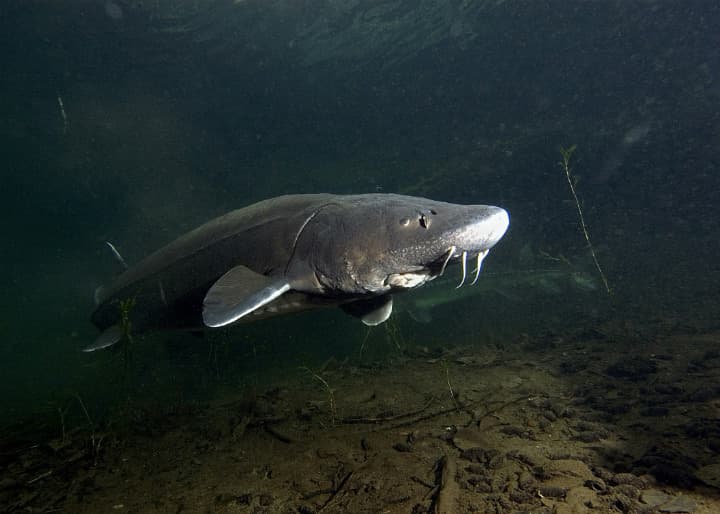 White Sturgeon – Up To 104 Years