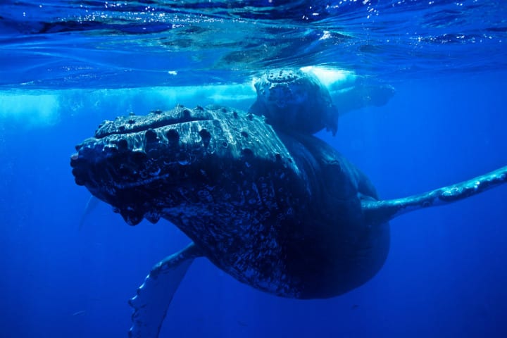 Humpback Whale – Up To 95 Years