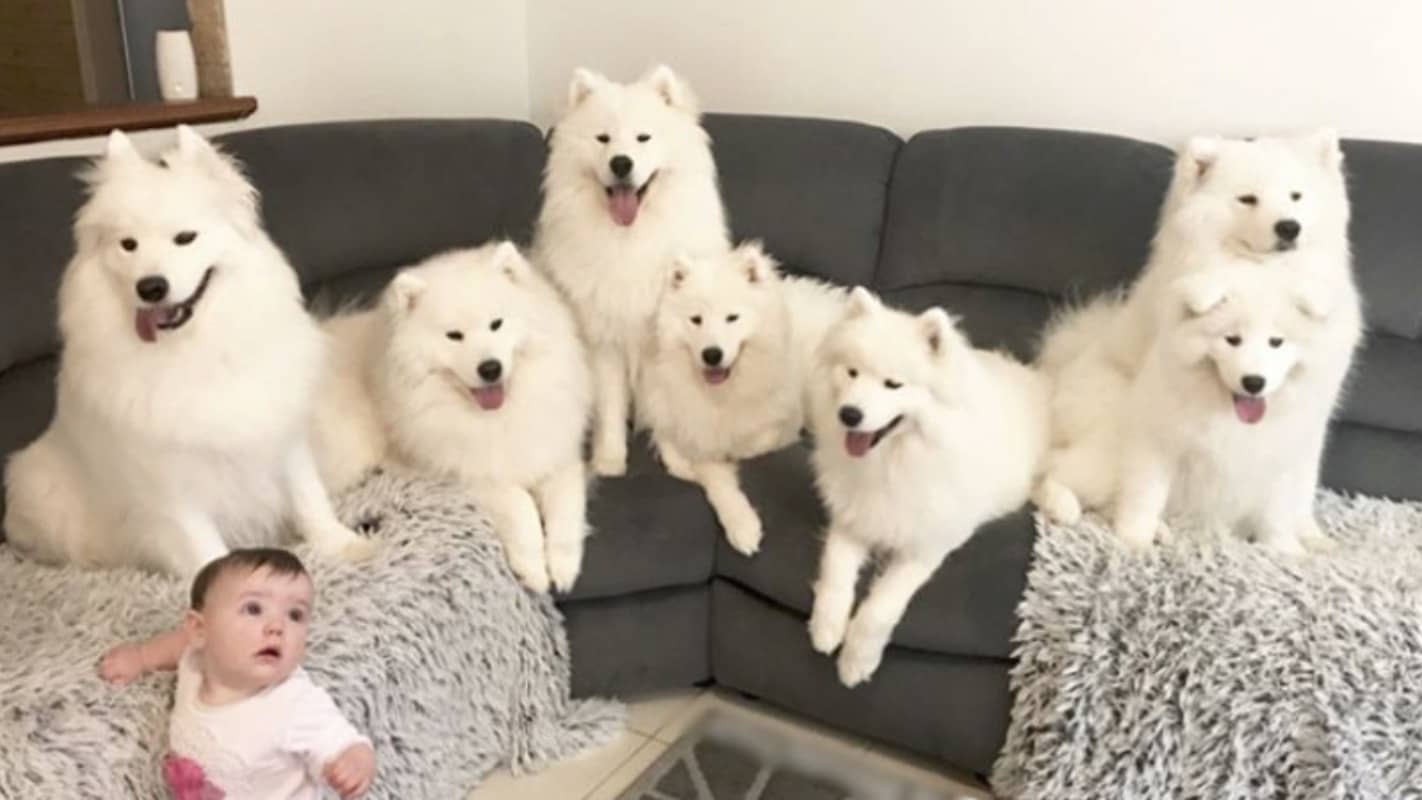 Altı Köpek Ve Bir Küçük Kız Evde Tek Başlarına Kalınca Olanlar Şaşırtıcıydı!