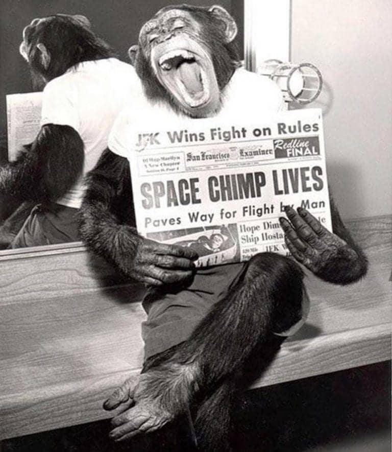 Meet The Astrochimp