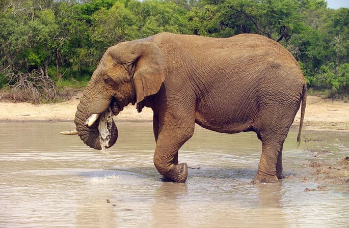 O Maior Animal Terrestre