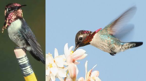 Colibri-Abelha-Cubano