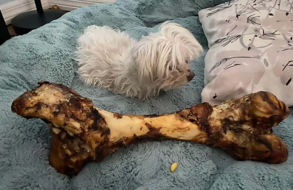 Bone Dog Treat