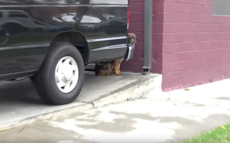 Hiding Under A Car