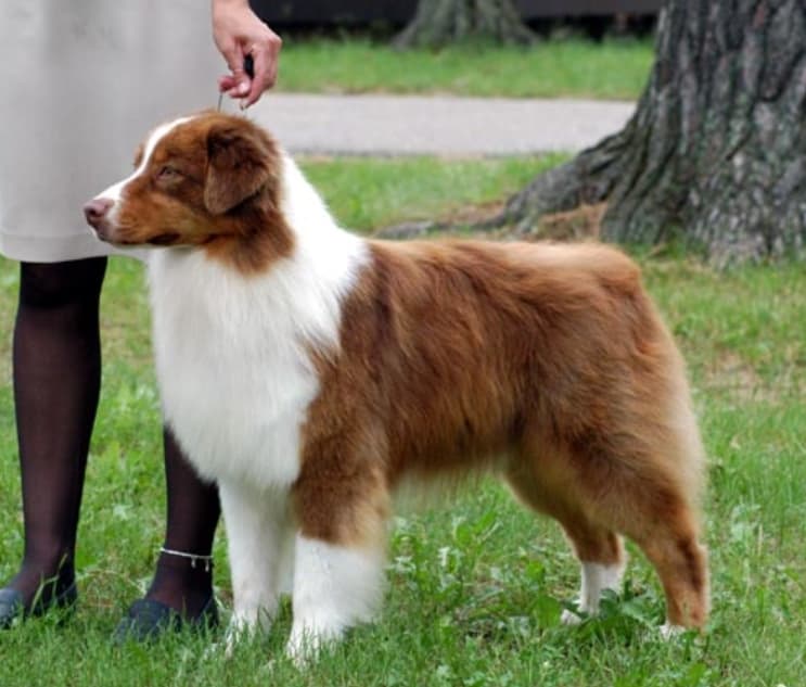 Australian Shepherd