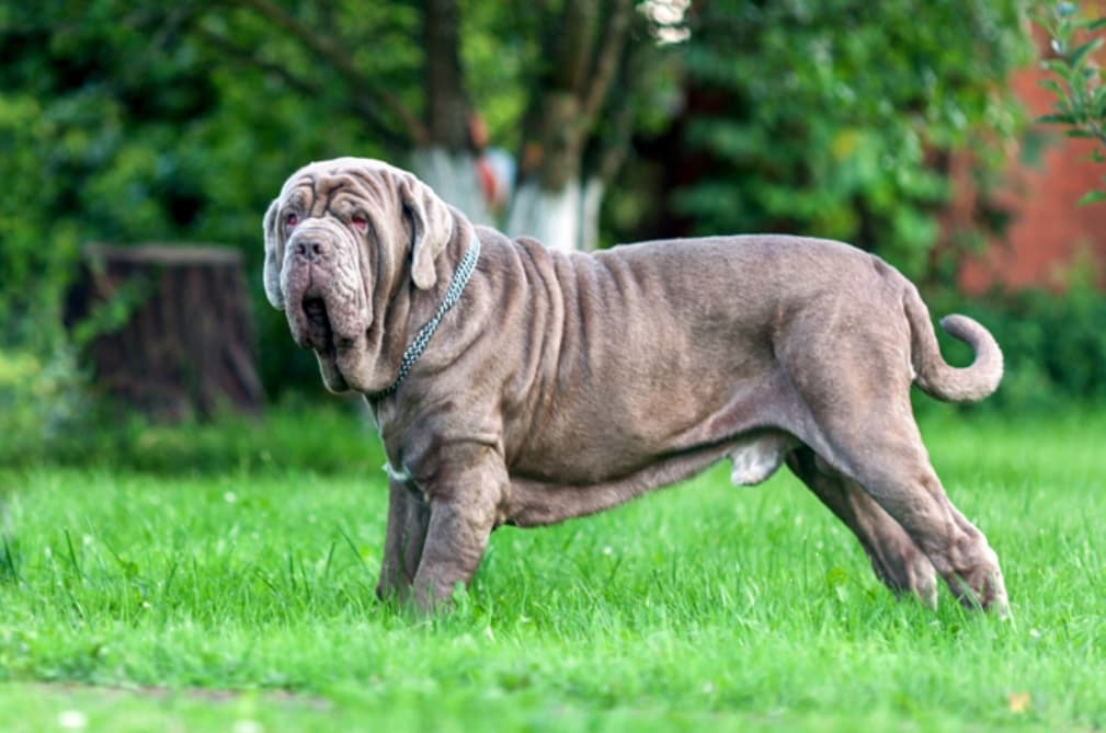 Neapolitan Mastiff